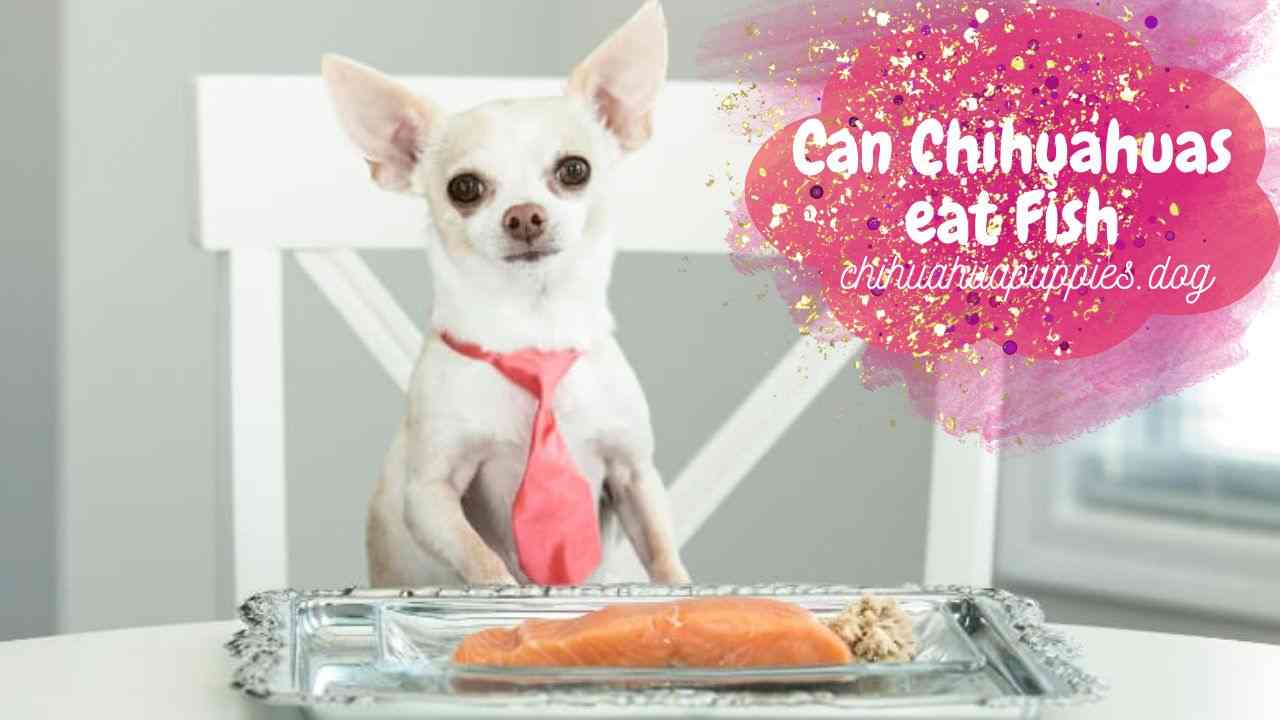 Can Chihuahuas eat Fish