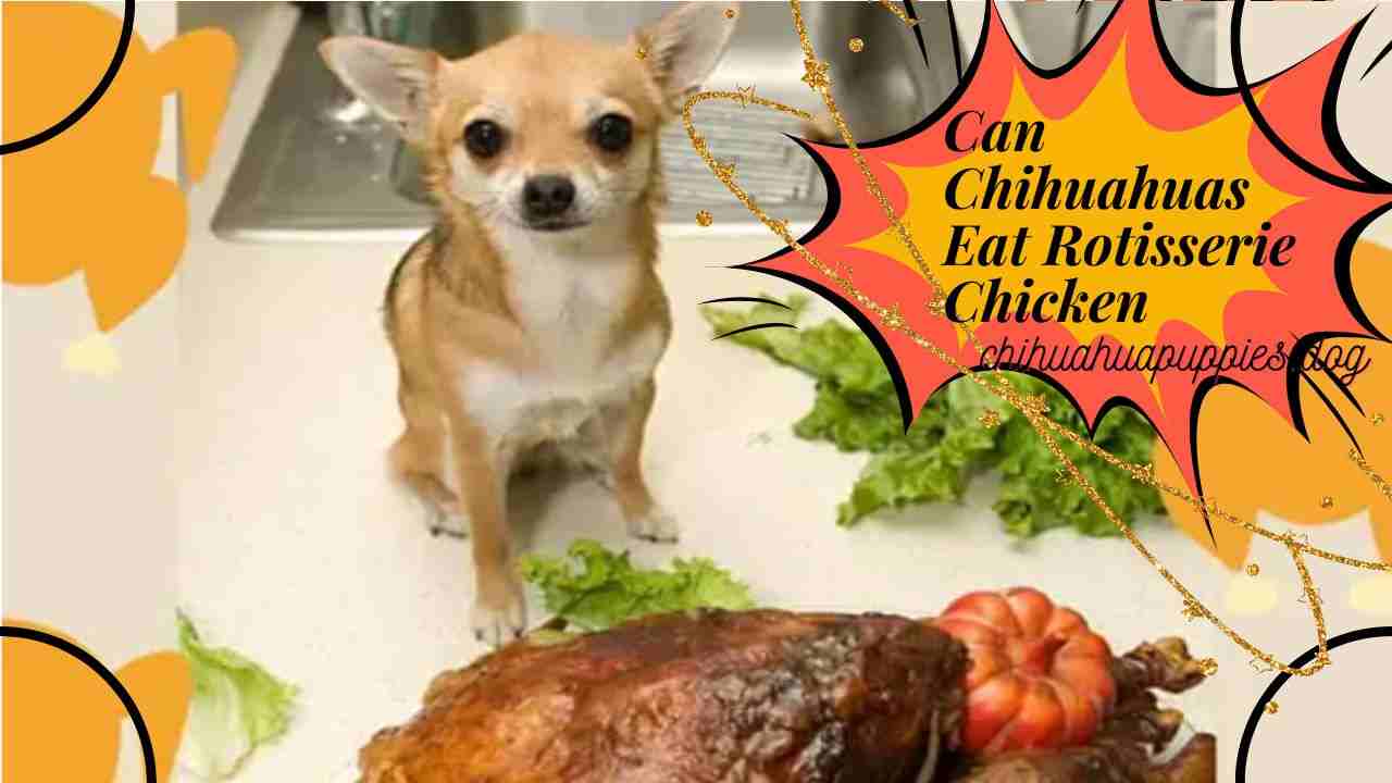 Can Chihuahuas Eat Rotisserie Chicken