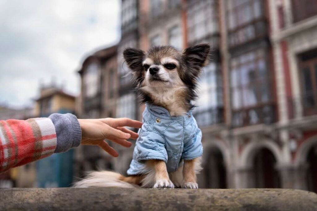 Why are Chihuahuas so Aggressive?
