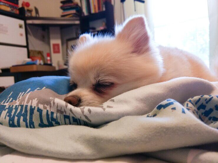 chihuahua sleeping