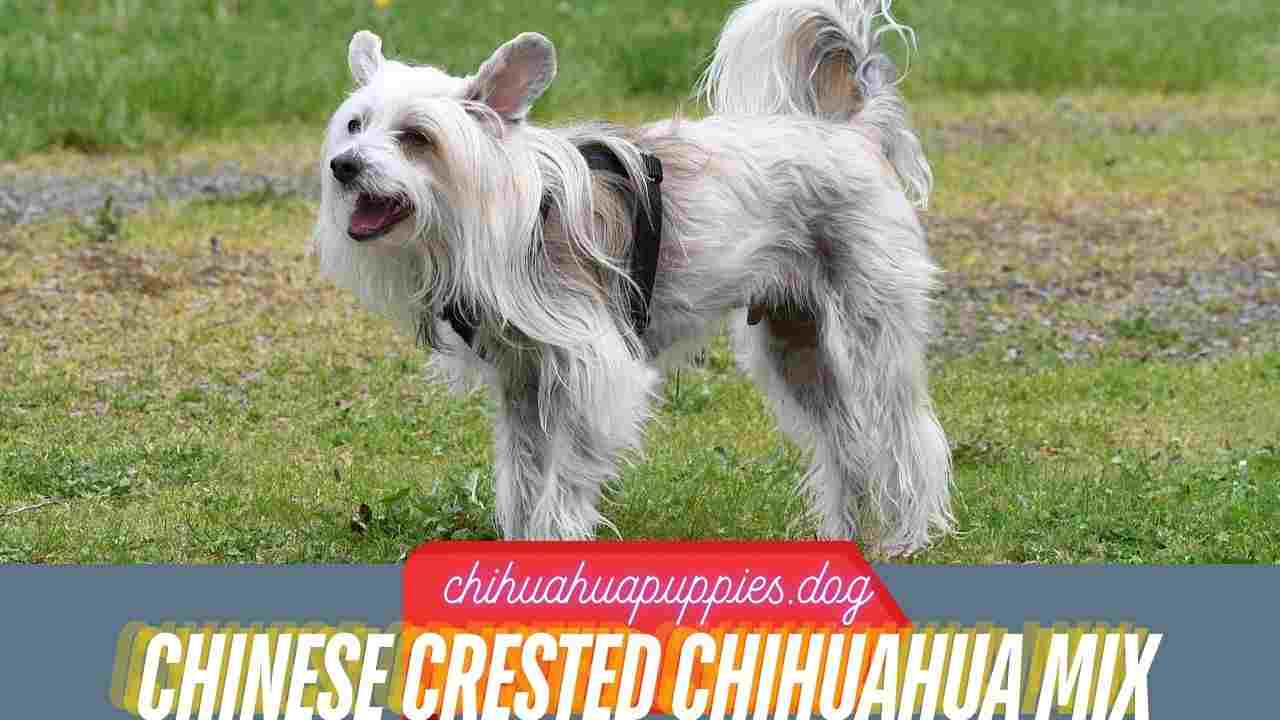 Chinese Crested Chihuahua Mix