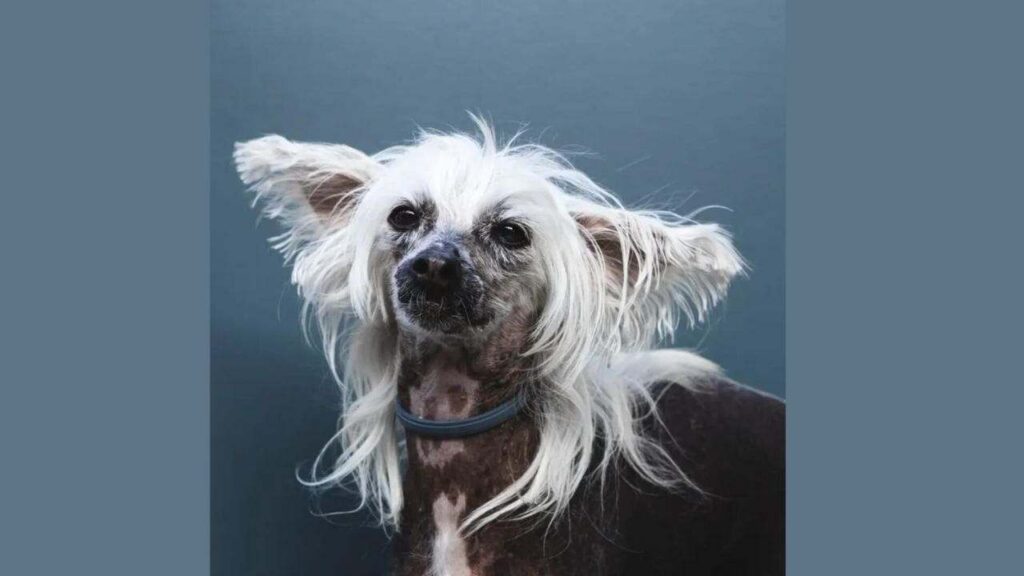 Chinese Crested Chihuahua Mix