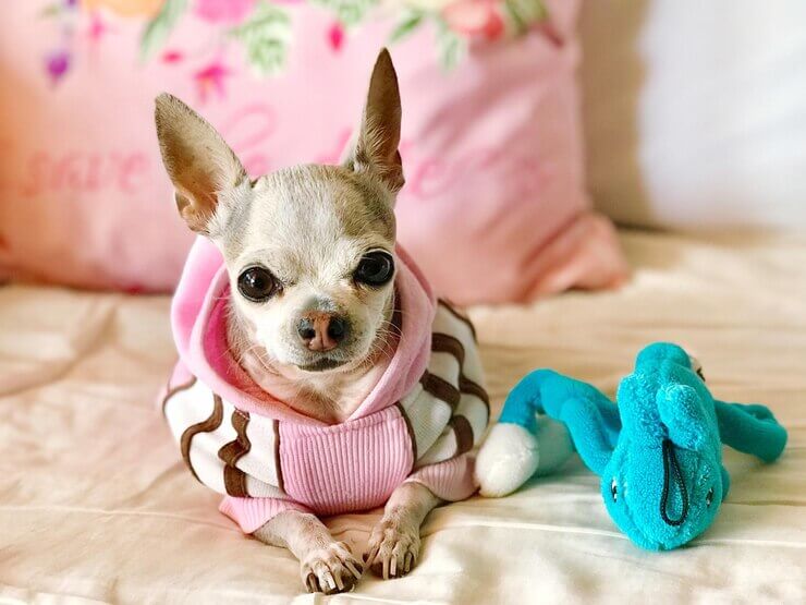 How To Potty Train A Chihuahua
