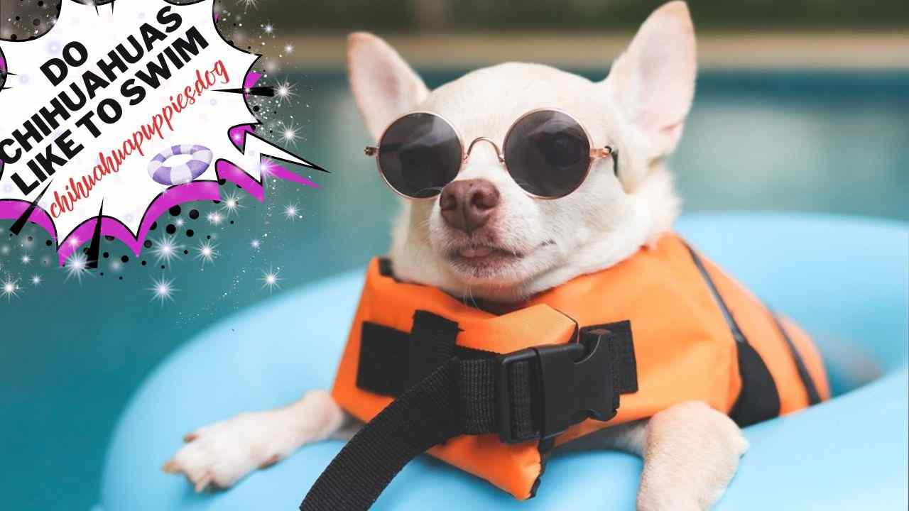 Do Chihuahuas Like to Swim