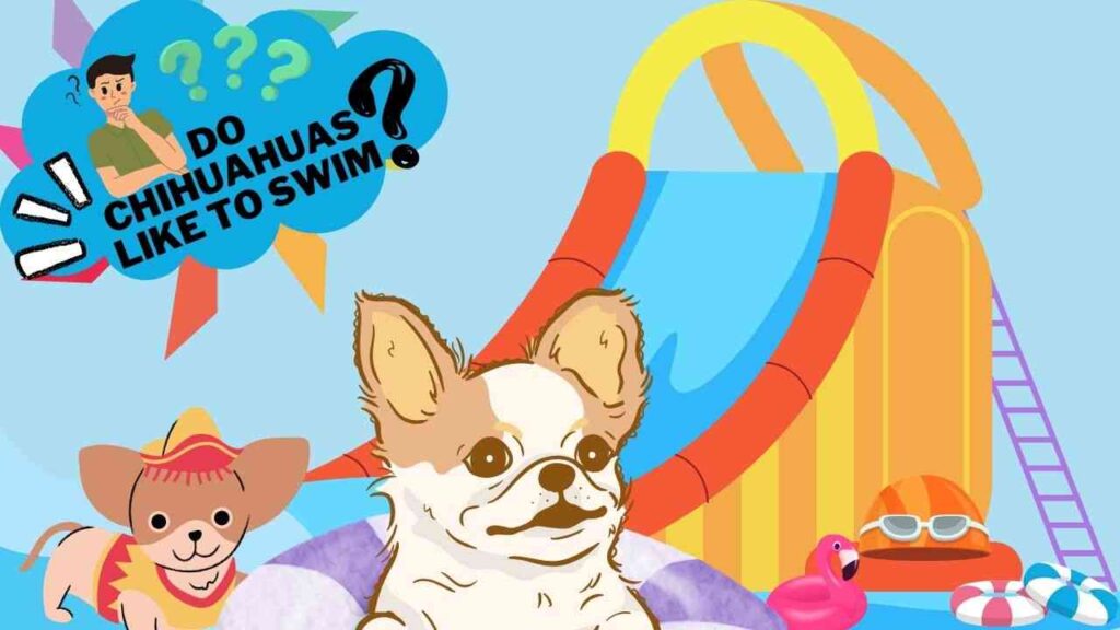 Do Chihuahuas Like to Swim