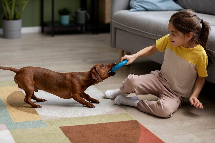 Vizsla chihuahua mix 