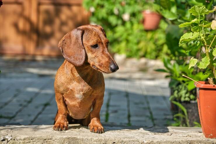 Vizsla chihuahua mix 