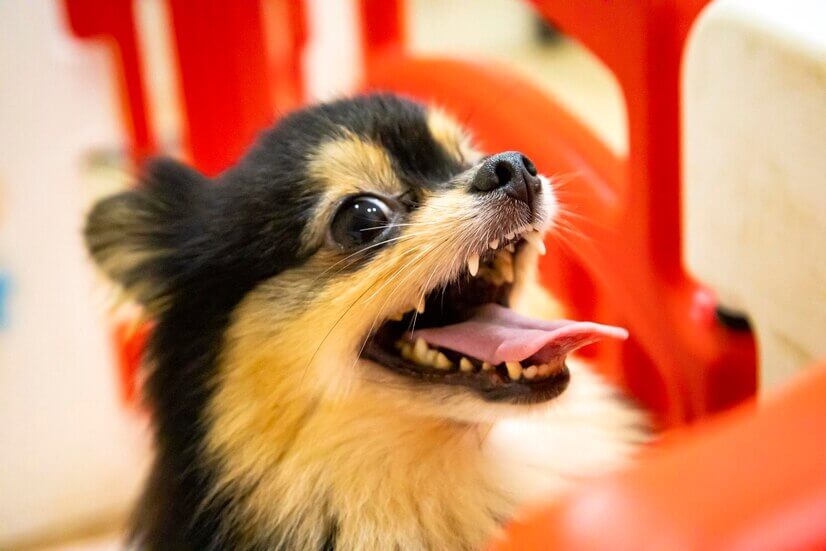 How Many Teeth Do Chihuahuas Have