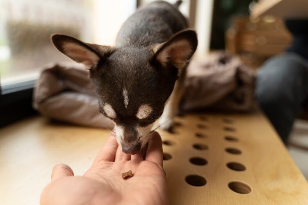 How to Stop Chihuahua From Biting