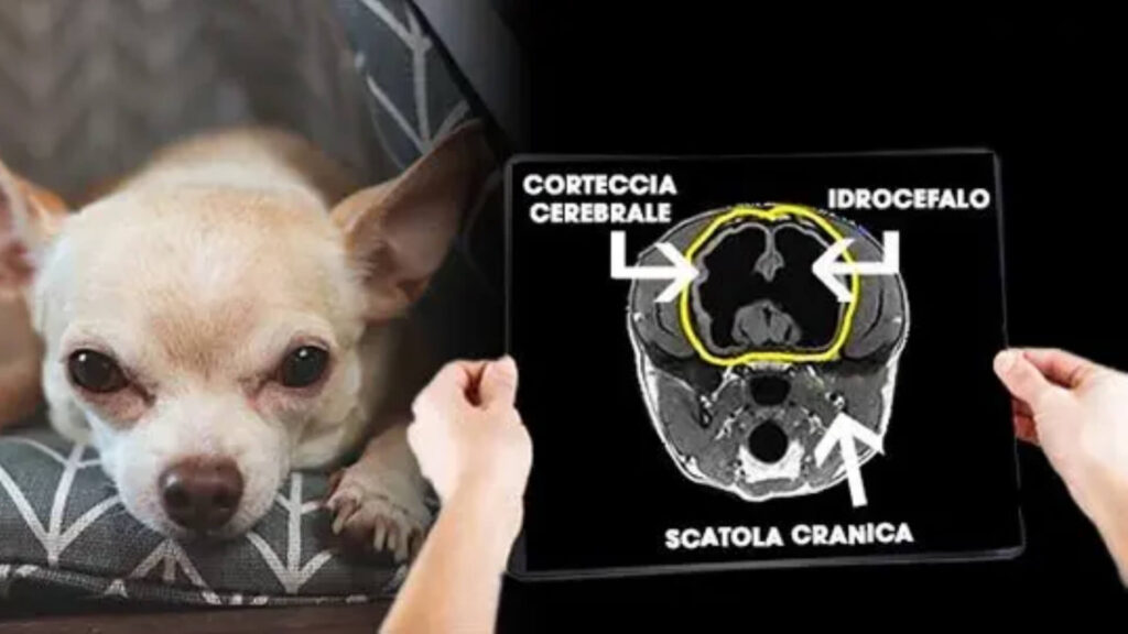 How big is a Chihuahua brain?