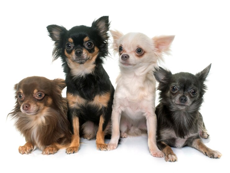 rare types of chihuahua