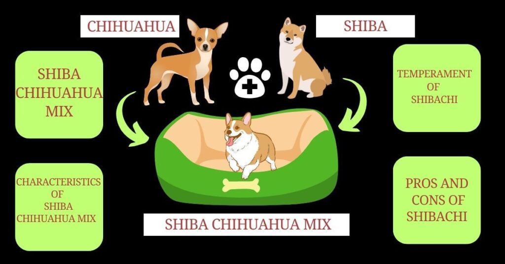 Shiba chihuahua mix