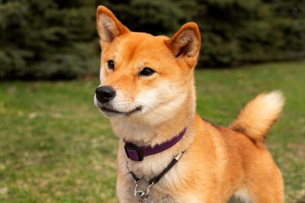 Shiba Chihuahua Mix
