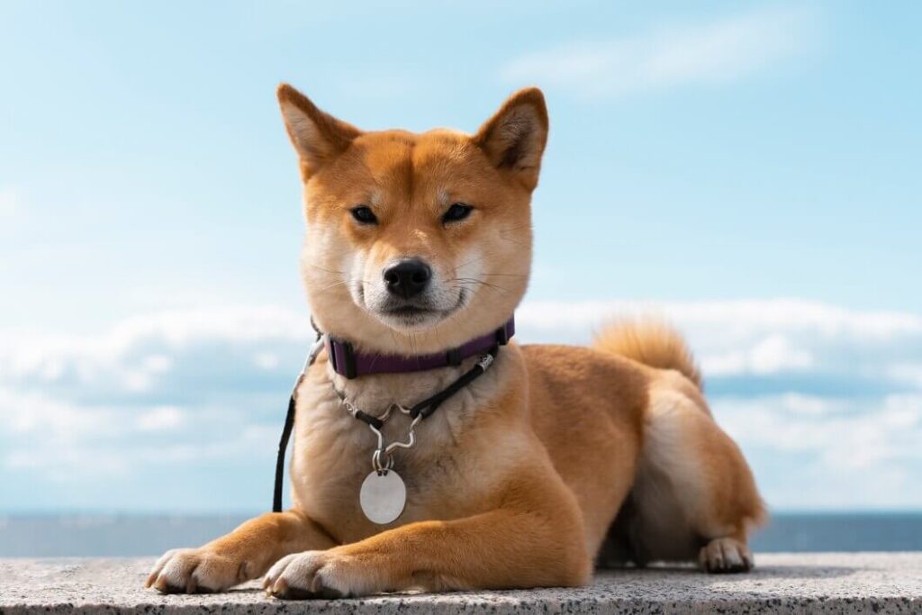 Shiba Chihuahua Mix
