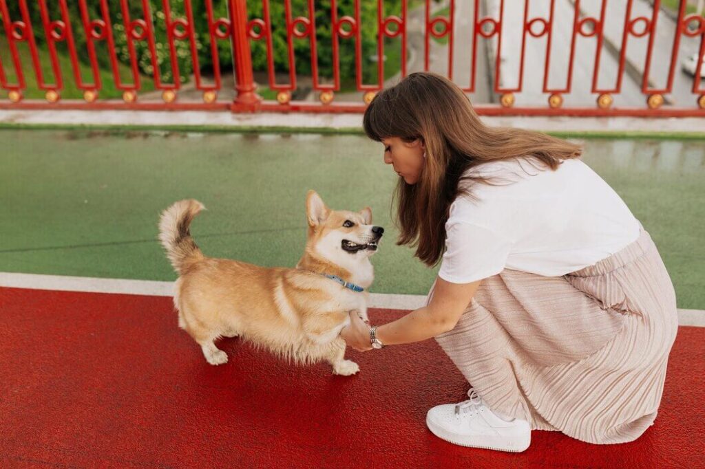 Shiba Chihuahua Mix
