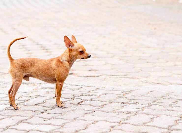 Chihuahua Tail