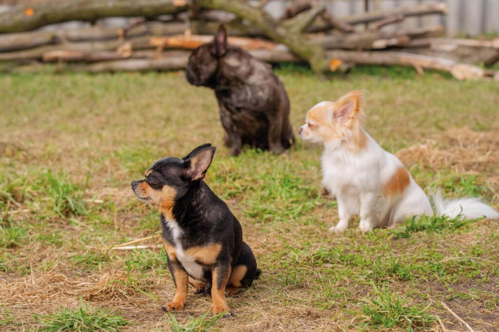  How to Train Your Chihuahua Dog to Be Friendly