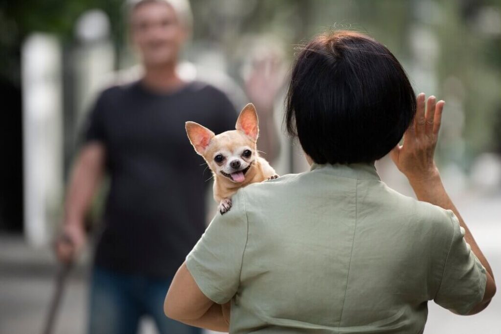  How to Train Your Chihuahua Dog to Be Friendly