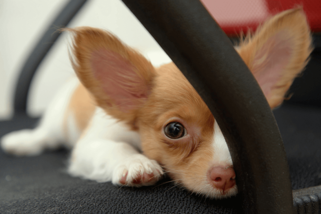 Chihuahua Puppies