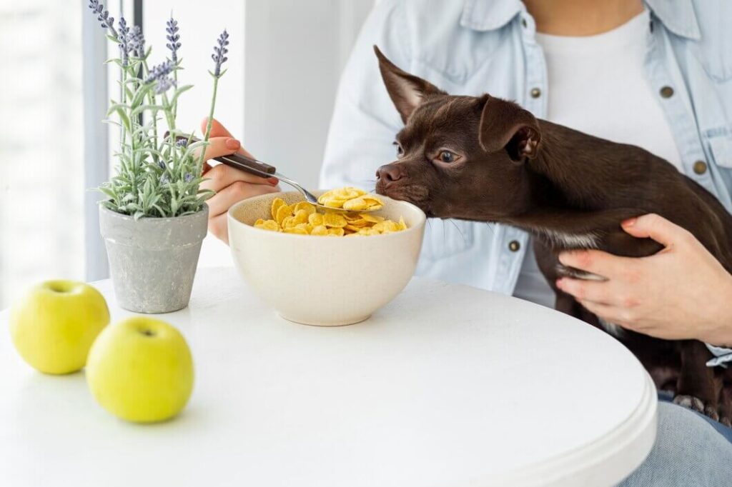 Chihuahua Feeding
