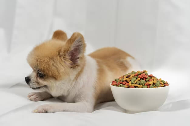 Chihuahua Feeding
