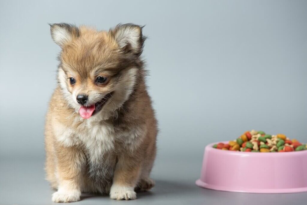 Chihuahua Pomeranian Mix