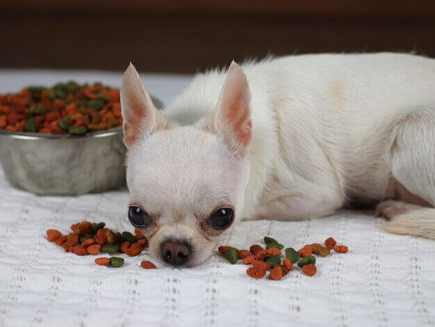 Chihuahua Feeding
