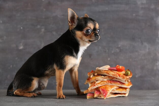 How much should a Chihuahua Eat? 