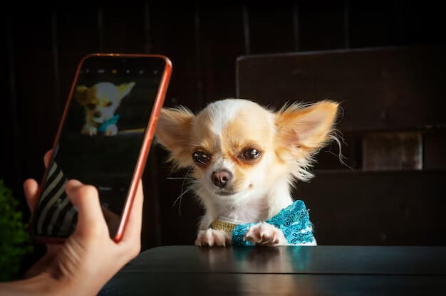 What is the Secret Message of Your Chihuahua Ears