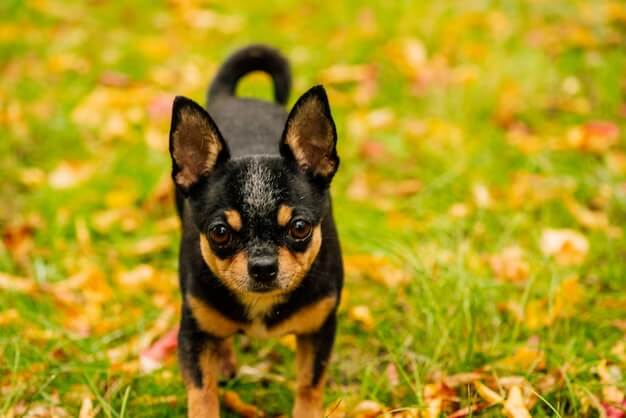 Shepherd Chihuahua Mix
