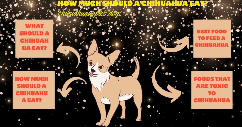 How much should a Chihuahua Eat? 