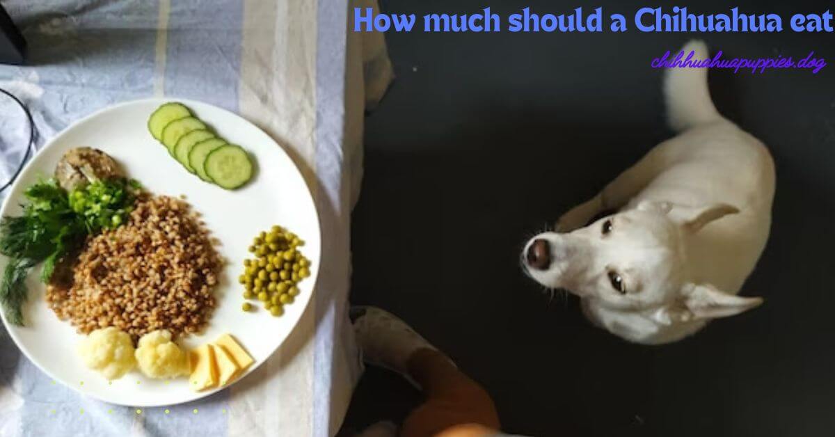 How much should a Chihuahua Eat? 