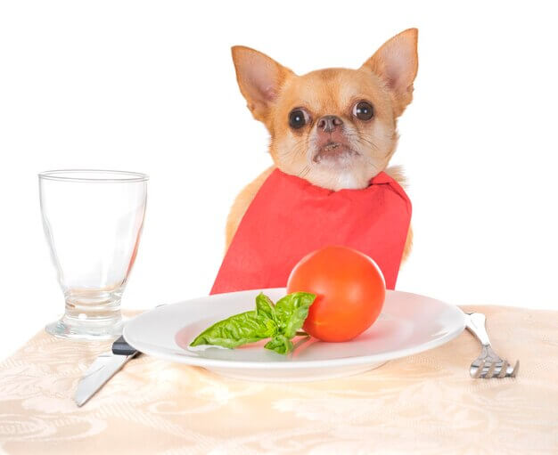 How much should a Chihuahua Eat? 