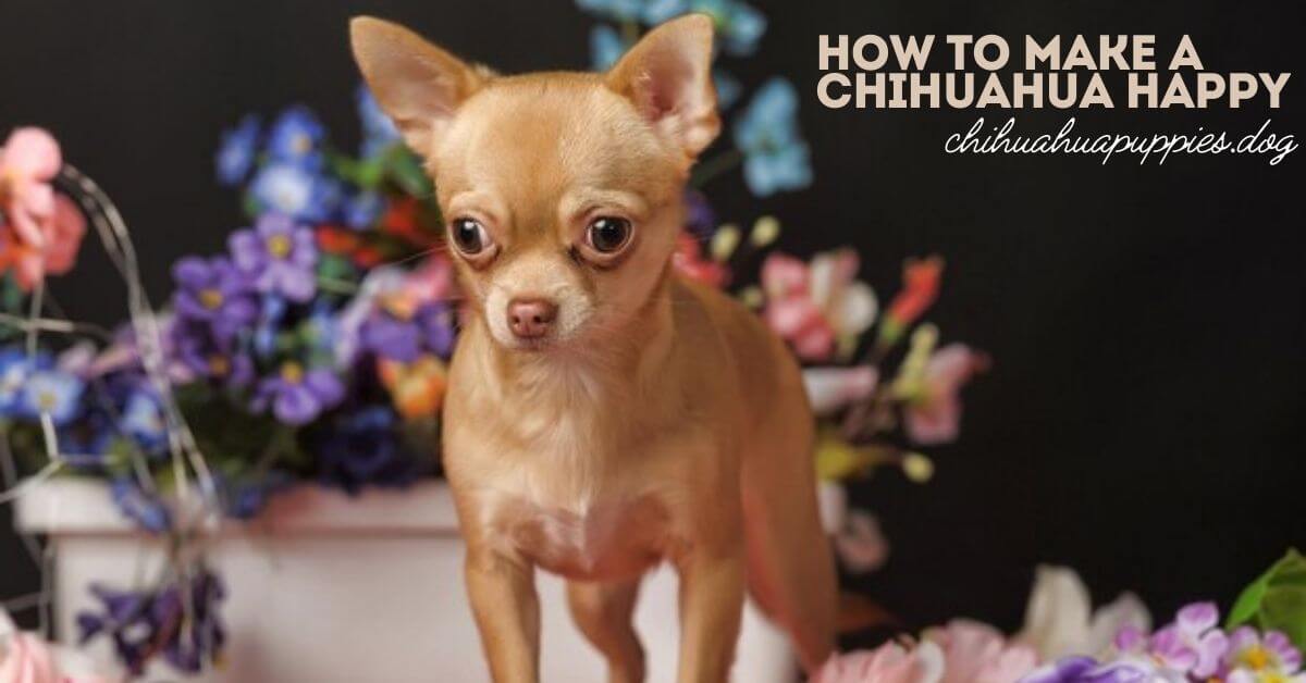 How to make a Chihuahua happy