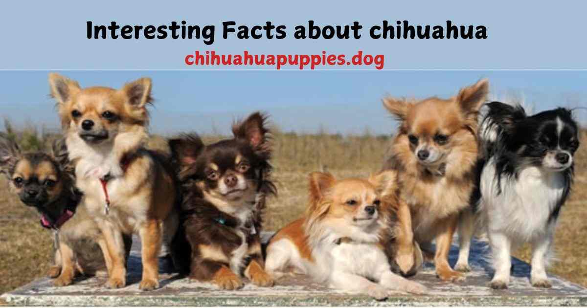 Interesting Facts about chihuahua