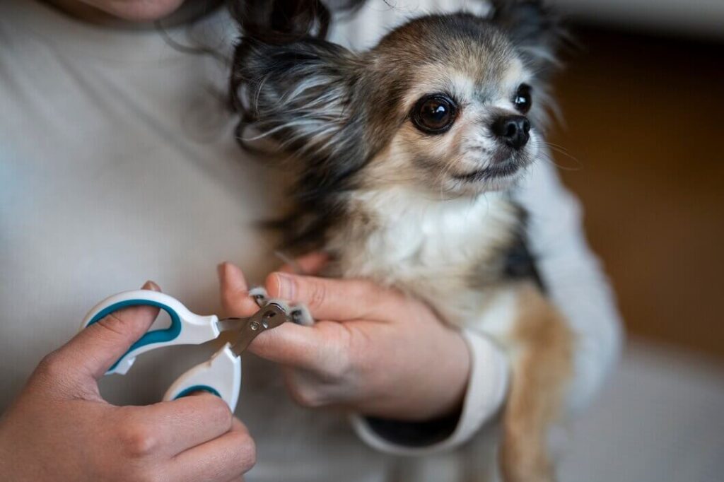 how to groom a Chihuahua dog