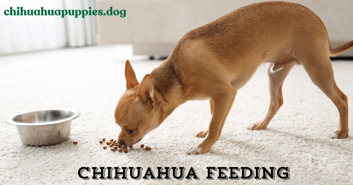 Chihuahua Feeding