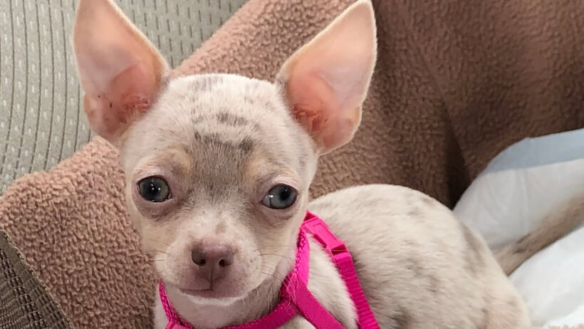 Lavender Chihuahua