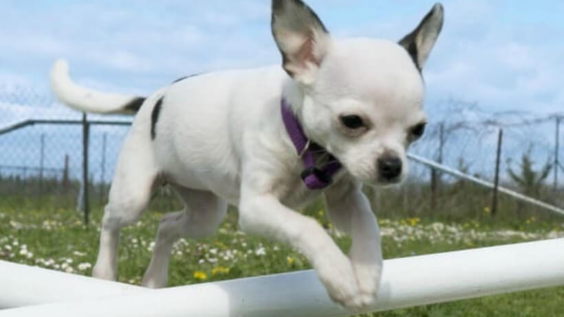 Lavender Chihuahua