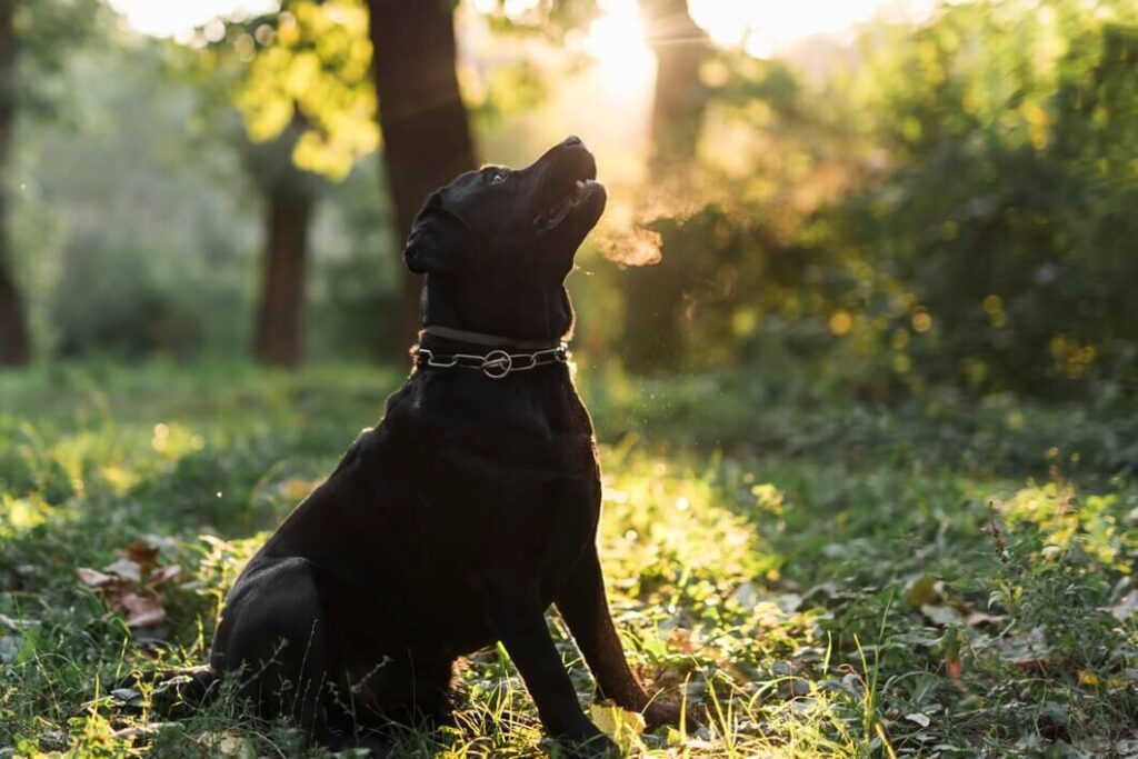 Black Lab Chihuahua Mix