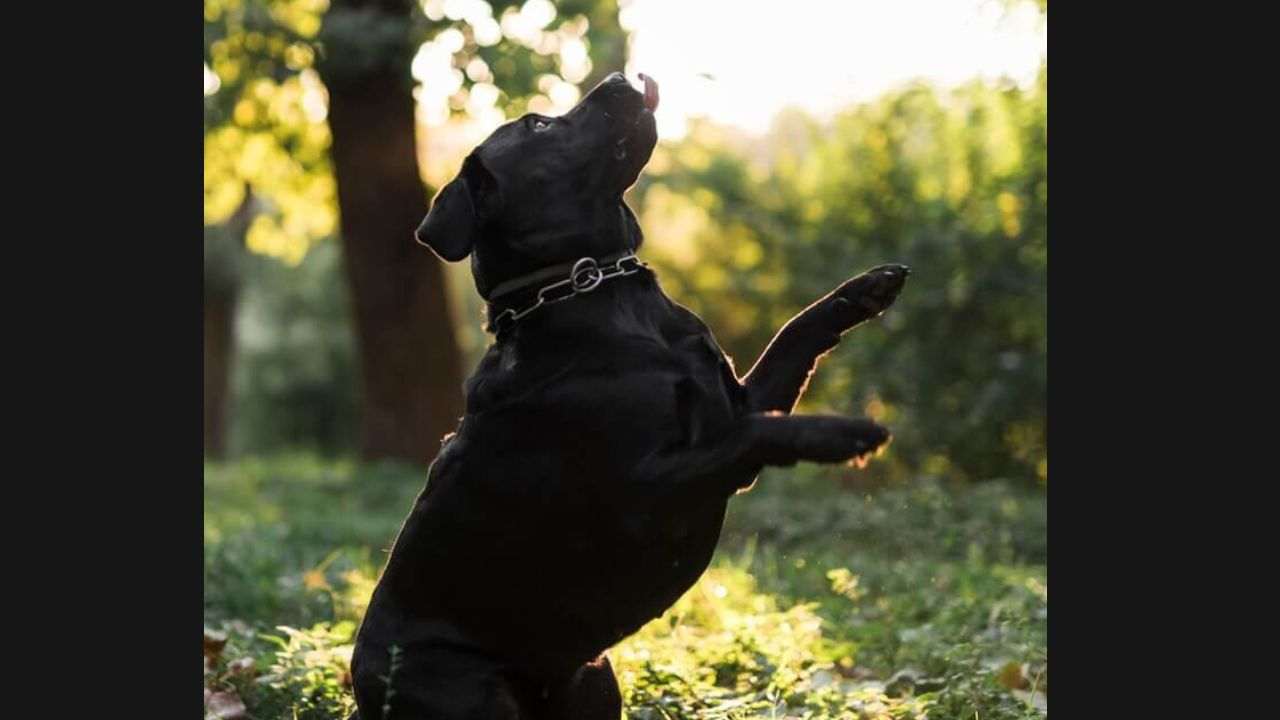 Black Lab Chihuahua Mix