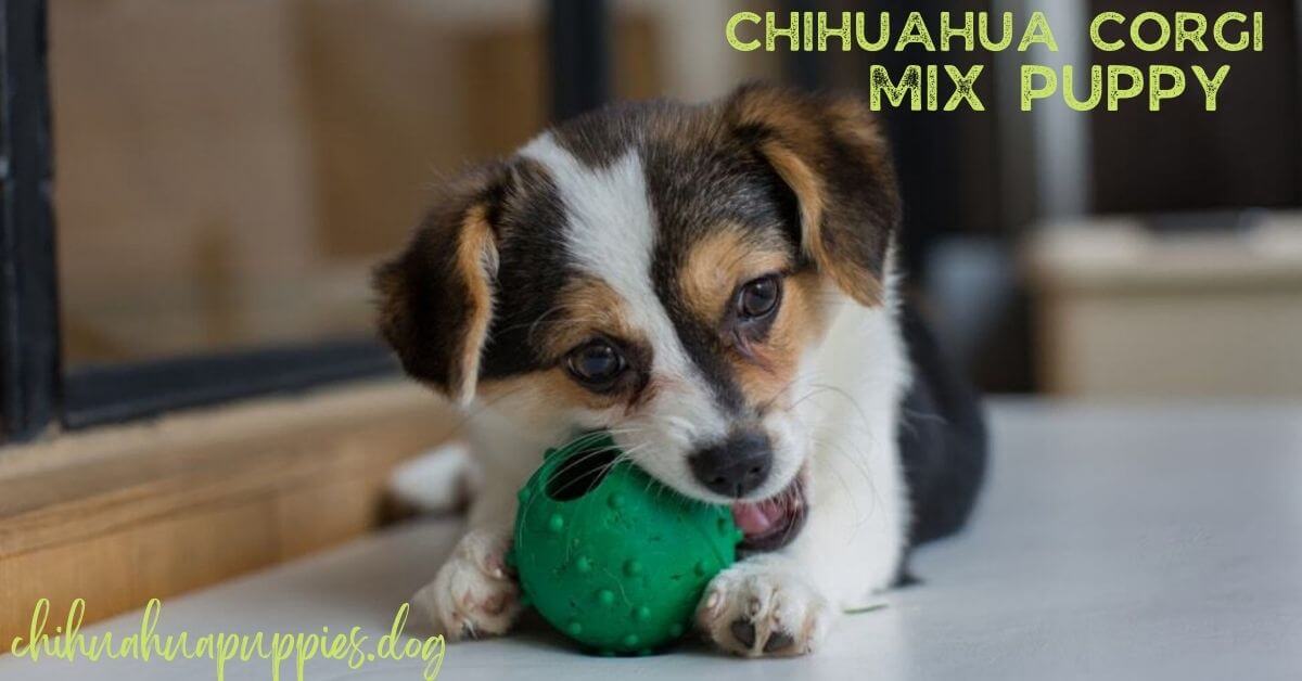 Chihuahua Corgi Mix Puppy