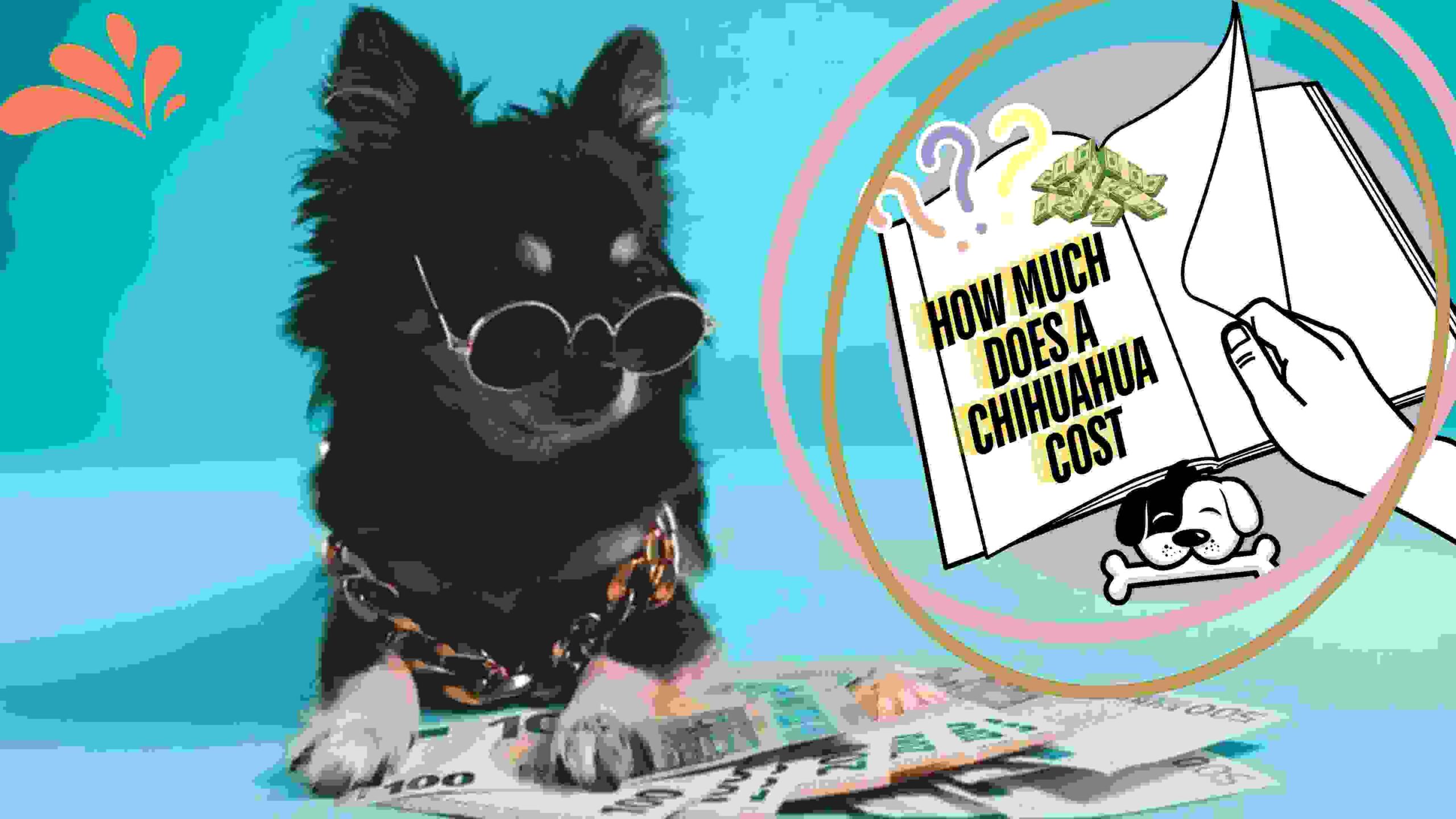 How Much Does A Chihuahua Cost