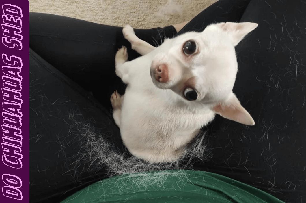  Do Chihuahuas Shed