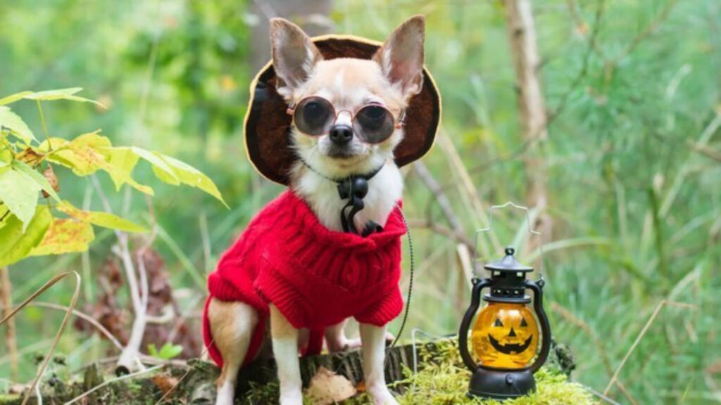 Interesting facts about Chihuahua
