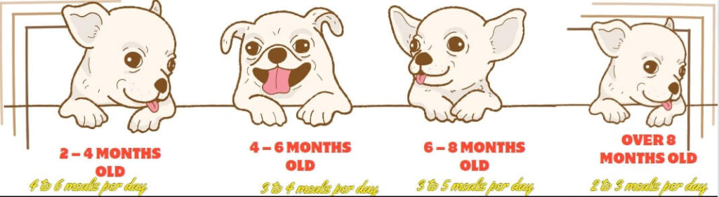 How much should a Chihuahua Eat? 