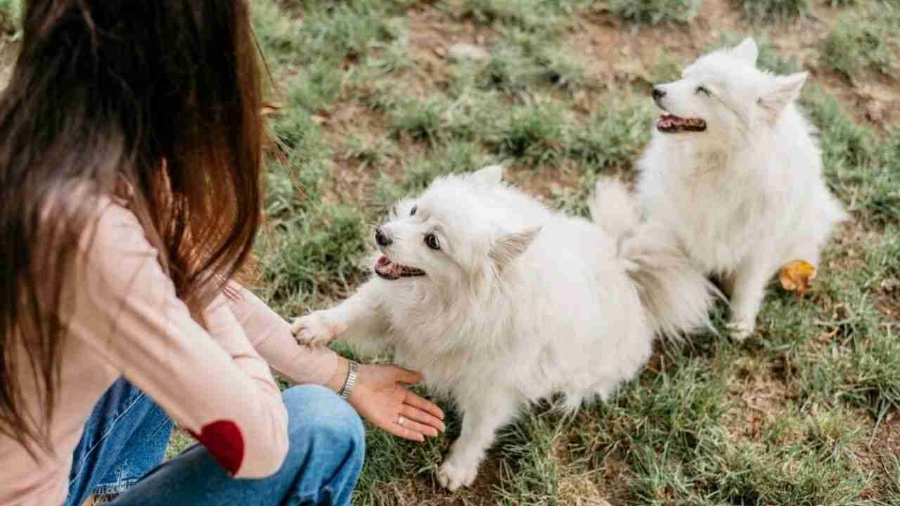 Pomeranian Chihuahua Mix