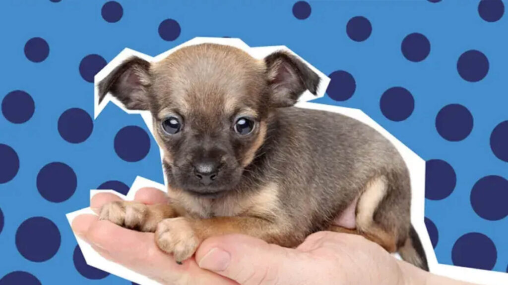 Interesting facts about Chihuahua