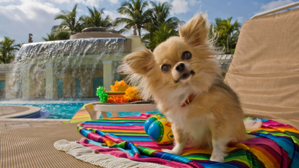 Interesting facts about Chihuahua