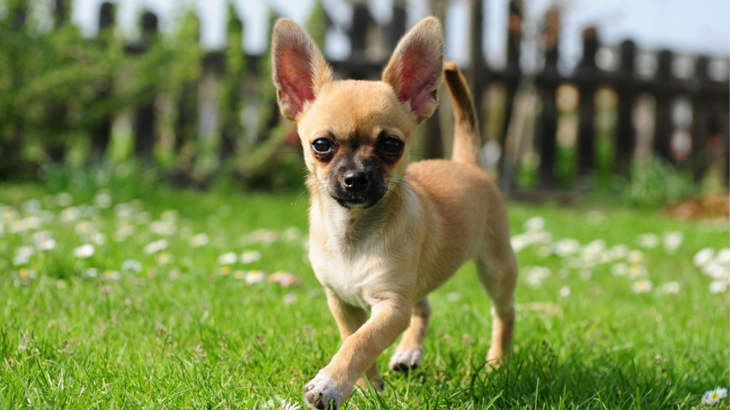 French Bulldog Chihuahua mix